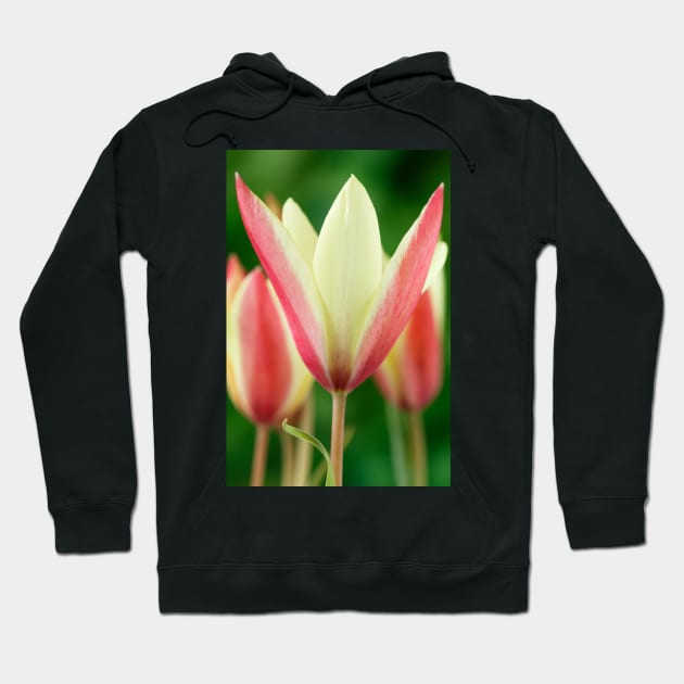 Tulipa clusiana  'Cynthia'  AGM  Lady tulip  Miscellaneous tulip Hoodie by chrisburrows